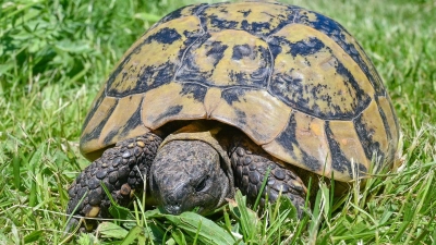 Die Schildkröte war lange vermisst. (Symbolbild) (Foto: Patrick Pleul/dpa-Zentralbild/ZB)
