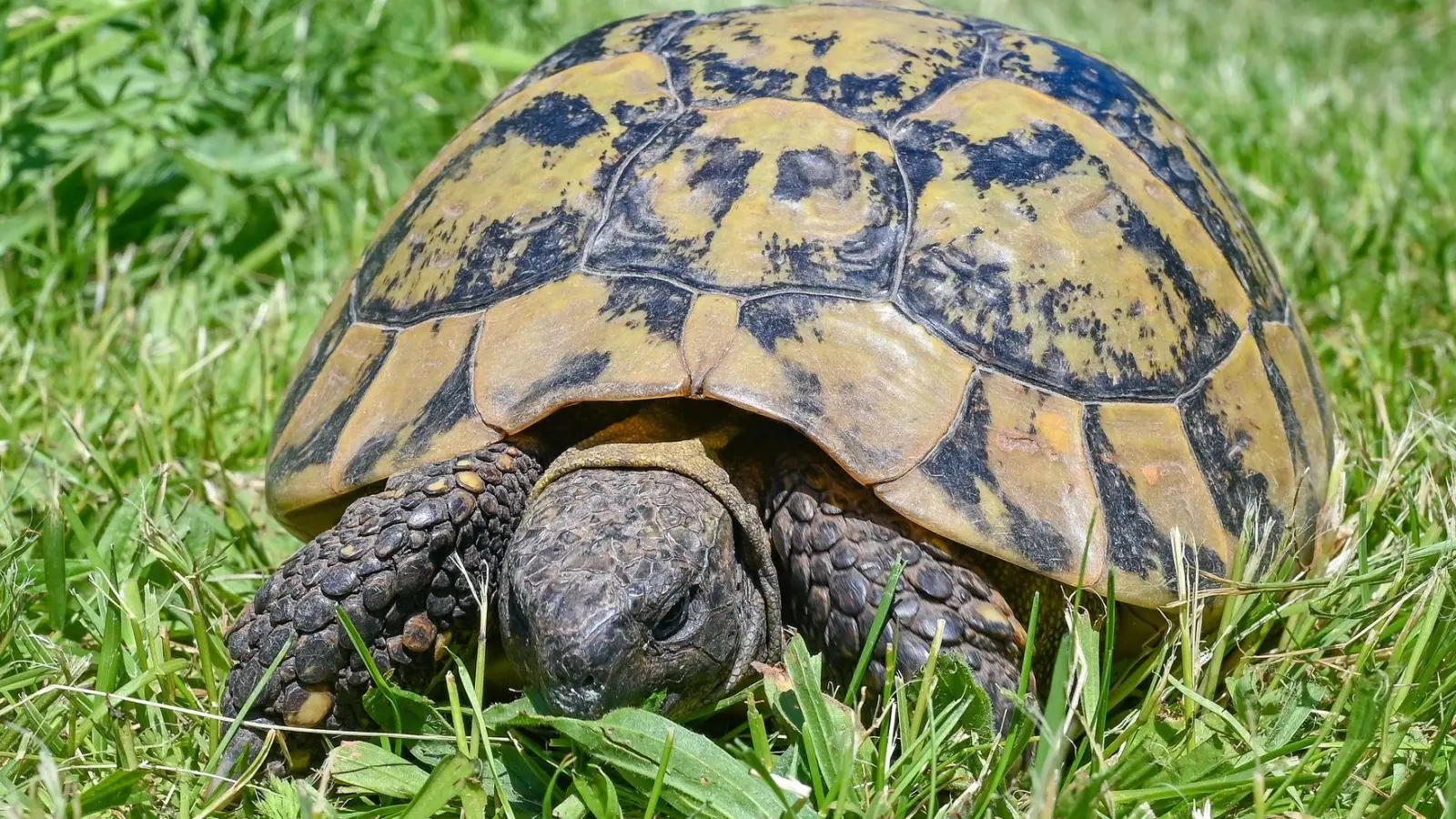 Die Schildkröte war lange vermisst. (Symbolbild) (Foto: Patrick Pleul/dpa-Zentralbild/ZB)