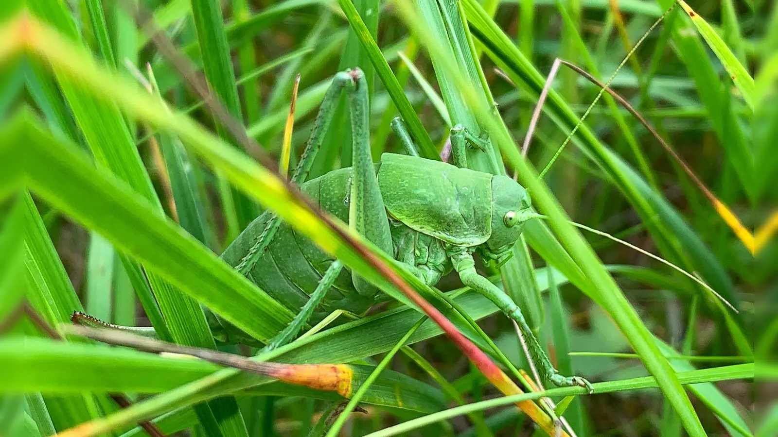 Dieses vom Landratsamt (LRA) Donau-Ries zur Verfügung gestellte Foto zeigt eine sehr seltene Wanstschrecke (Polysarcus denticauda) im Gras. (Handout) (Foto: Fabian Fürbaß/LRA Donau-Ries/dpa)