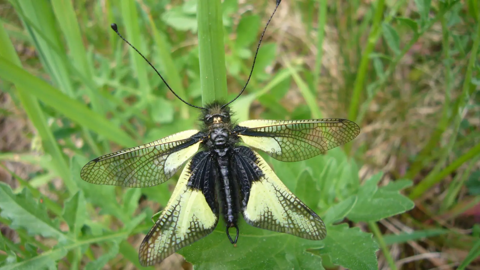 Libellen-Schmetterlingshafte lieben, wie dieses Exemplar im Taubertal, die Sonne. (Foto: Ulrich Meßlinger)