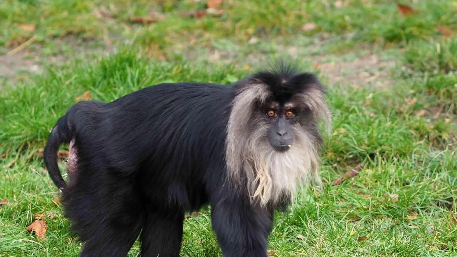 Das 15 Jahre alte Bartaffenweibchen Ruma ist gestohlen worden. (Foto: Zoo Leipzig/dpa)