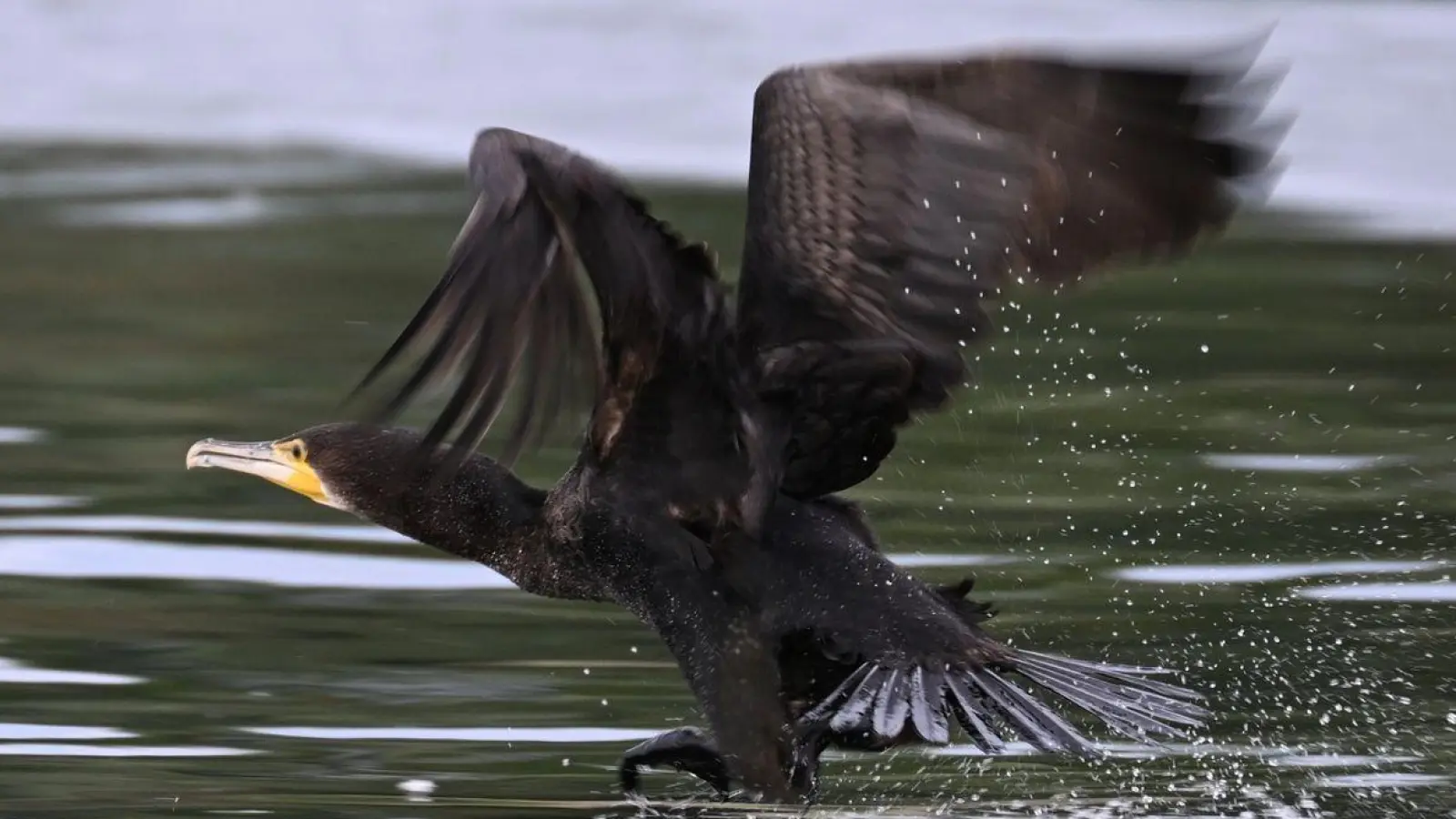 Gut ein halbes Kilo Fisch kann der Kormoran laut Experten am Tag verspeisen. (Foto: Felix Kästle/dpa)