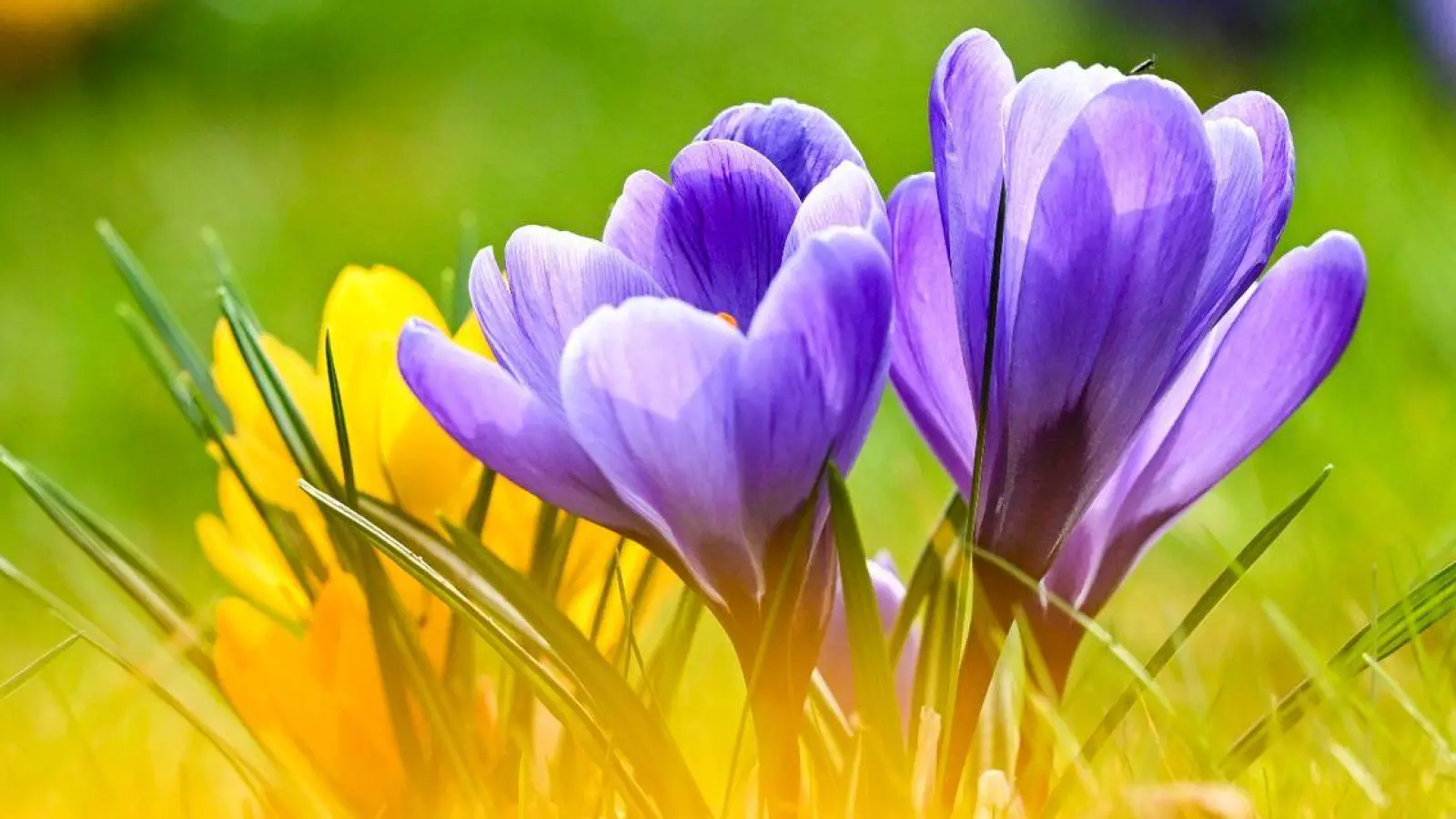 Blühende Krokusse und Sonne zum Frühlingsstart. (Foto: Jens Kalaene/dpa)