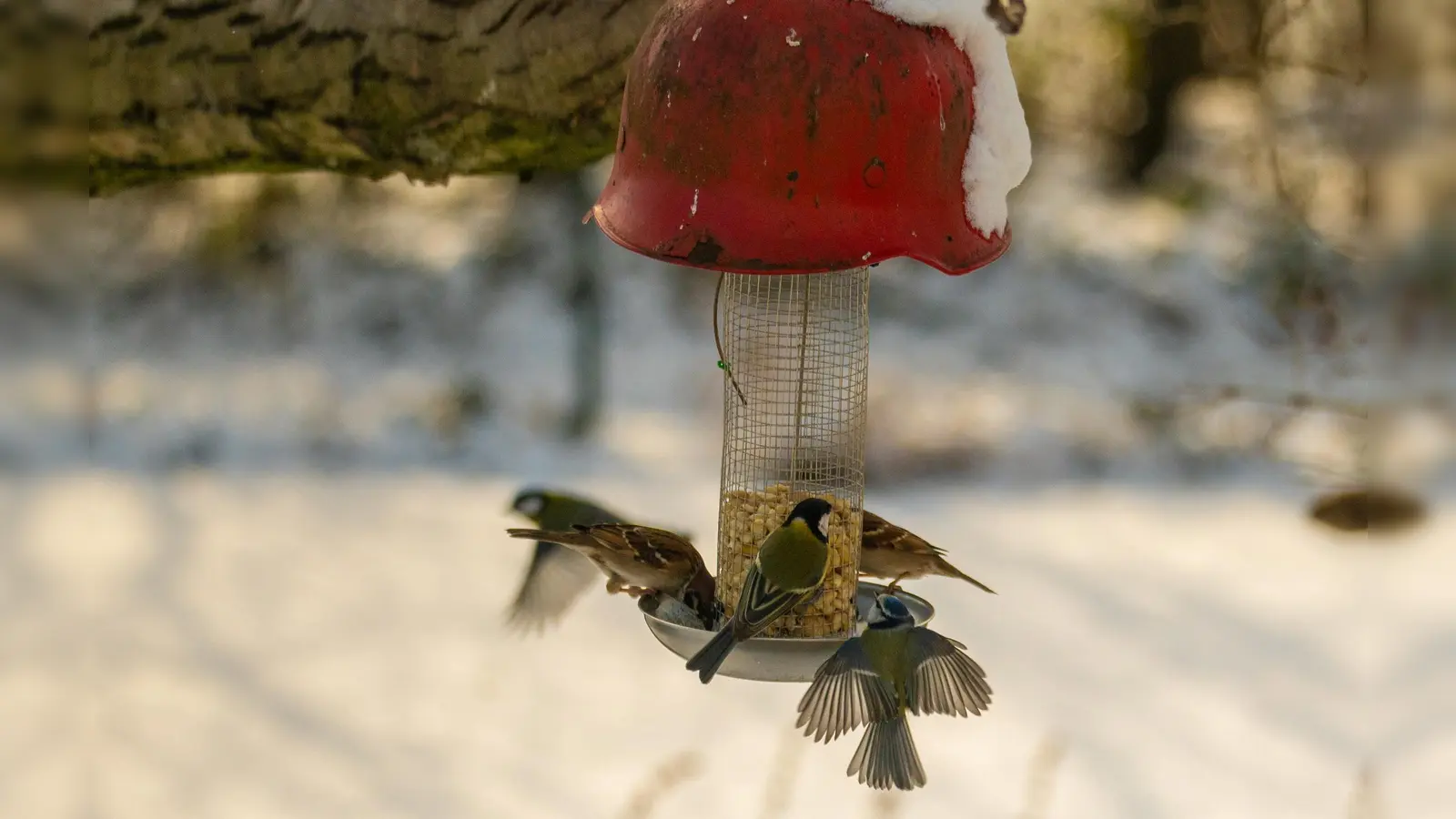 Die Kälte macht Groß und Klein hungrig.  (Foto: Johann Schmidt)
