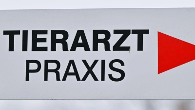 Ein Tierarzt fand in der Brust des Katers ein Projektil. (Symbolbild) (Foto: Patrick Pleul/dpa)