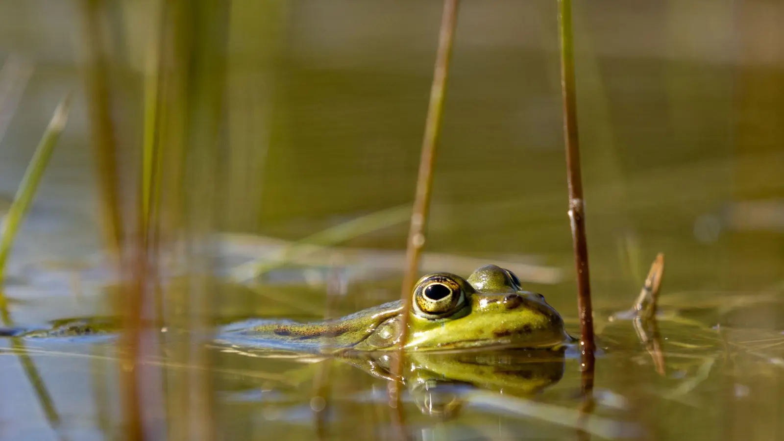 Aktuell setzt sich der Negativtrend bei der Amphibienpopulation weiter fort. (Foto: Ingolf König-Jablonski/dpa/ZB/Archivbild)