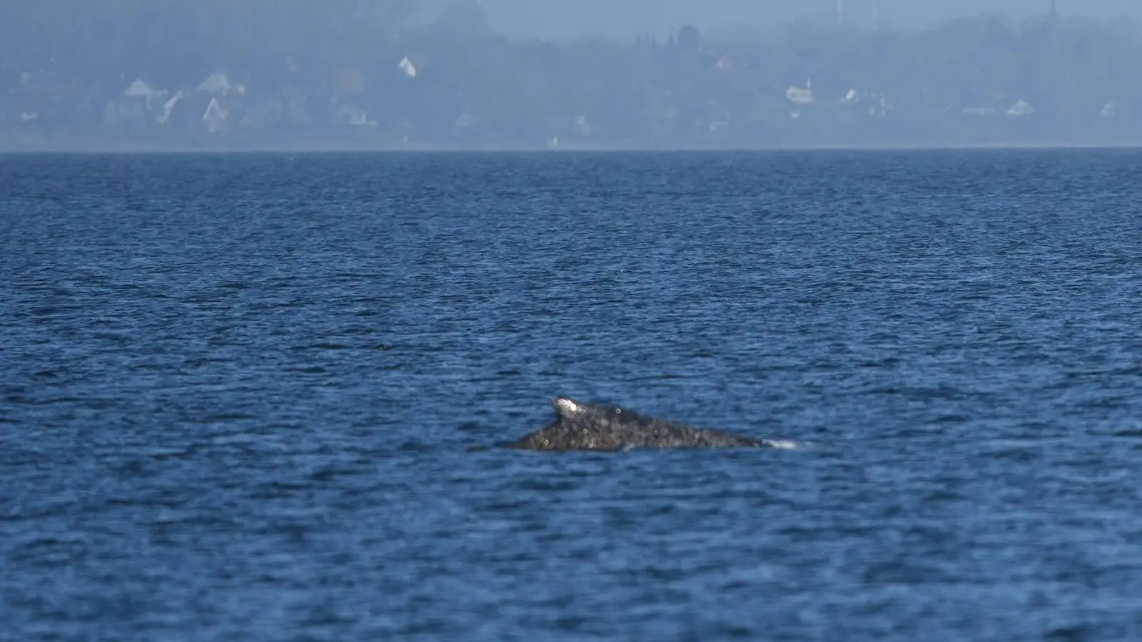 Der Wal, der vor Timmendorfer Strand gestrandet war, hat sich offenbar selbst in der Nacht befreit.  (Foto: Marcus Brandt/dpa)