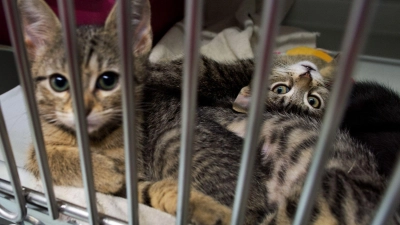 Katzenbabys, die in einem Pappkarton an einem Supermarkt-Mülleimer gefunden wurden, liegen in der Quarantänestation vom Katzenhaus im Tierheim in Hannover. (Foto: picture alliance / dpa)