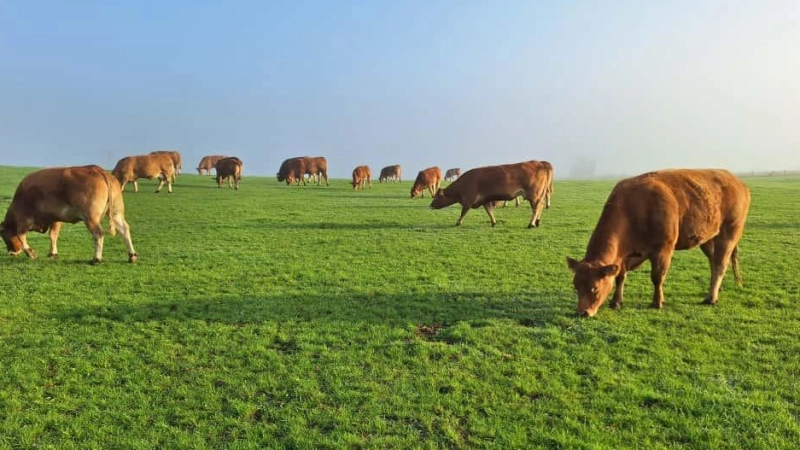 Die Rinder des Aischtal Weidehofs in Dietersheim sollen jetzt mit einem Zaun vor dem Wolf gesichert werden.  (Foto: Richard Röthlingshöfer)
