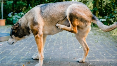 Der Hund kratzt sich unentwegt? Dahinter können Allergien, Entzündungen oder Parasiten stecken. (Foto: Markus Scholz/dpa-tmn)