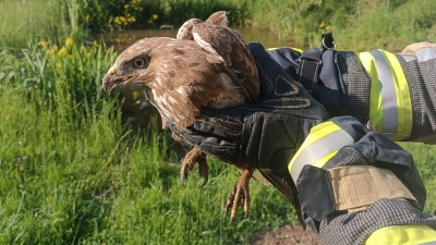 Die Emskirchener Feuerwehr rettete diesen Bussard aus einer misslichen Lage: Das Tier hatte sich in einem Sicherheitsnetz verfangen, das über einen Fischweiher gespannt war. (Foto: Feuerwehr Emskirchen)