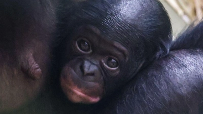 Noch ganz klein und anhänglich: Im Kölner Zoo wurde das Bonobo-Baby Milumbe geboren. (Foto: Oliver Berg/dpa)