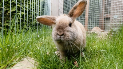 Frühlingsfreude im Freigehege: Kaninchen dürfen wieder raus, sobald es frostfrei ist. (Foto: Markus Scholz/dpa-tmn)