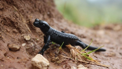 Der LBV möchte mehr über die Verbreitung des schwarz glänzenden Salamanders erfahren, um diesen besser schützen zu können. (Foto: Christine Geidel/Landesbund für Vogel- und Naturschutz in Bayern /dpa)