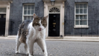 Kater Larry lebt. (Archivbild) (Foto: Thomas Krych/AP/dpa)