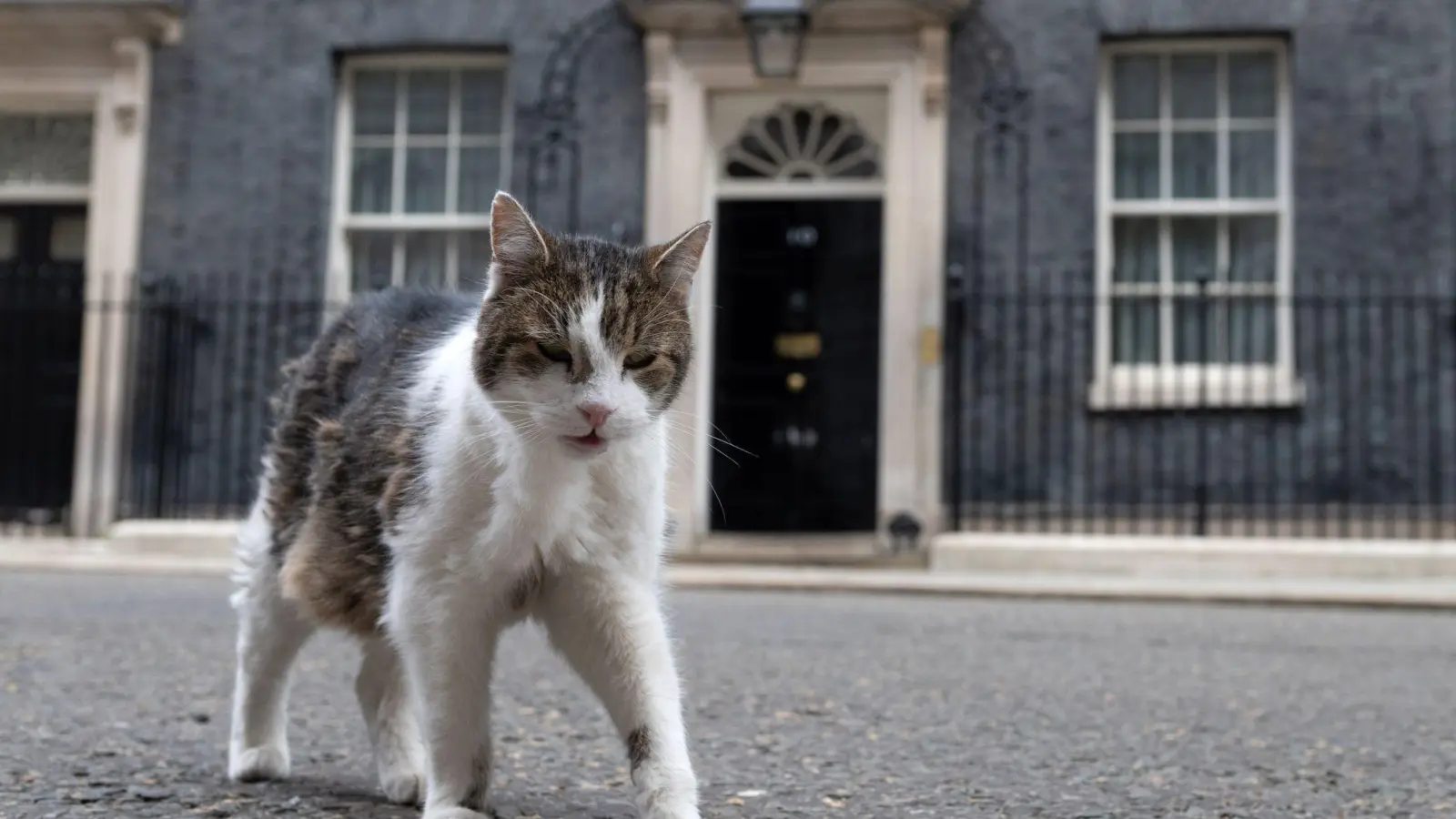 Kater Larry lebt. (Archivbild) (Foto: Thomas Krych/AP/dpa)