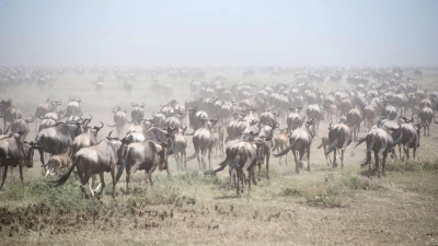 Tausende Gnus im Serengeti Park (Archivbild). (Foto: Gioia Forster/dpa)