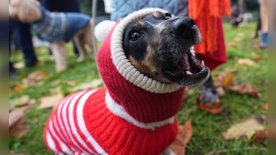 Hund Flossie im trendigen Weihnachtspulli. (Foto: James Manning/PA Wire/dpa)