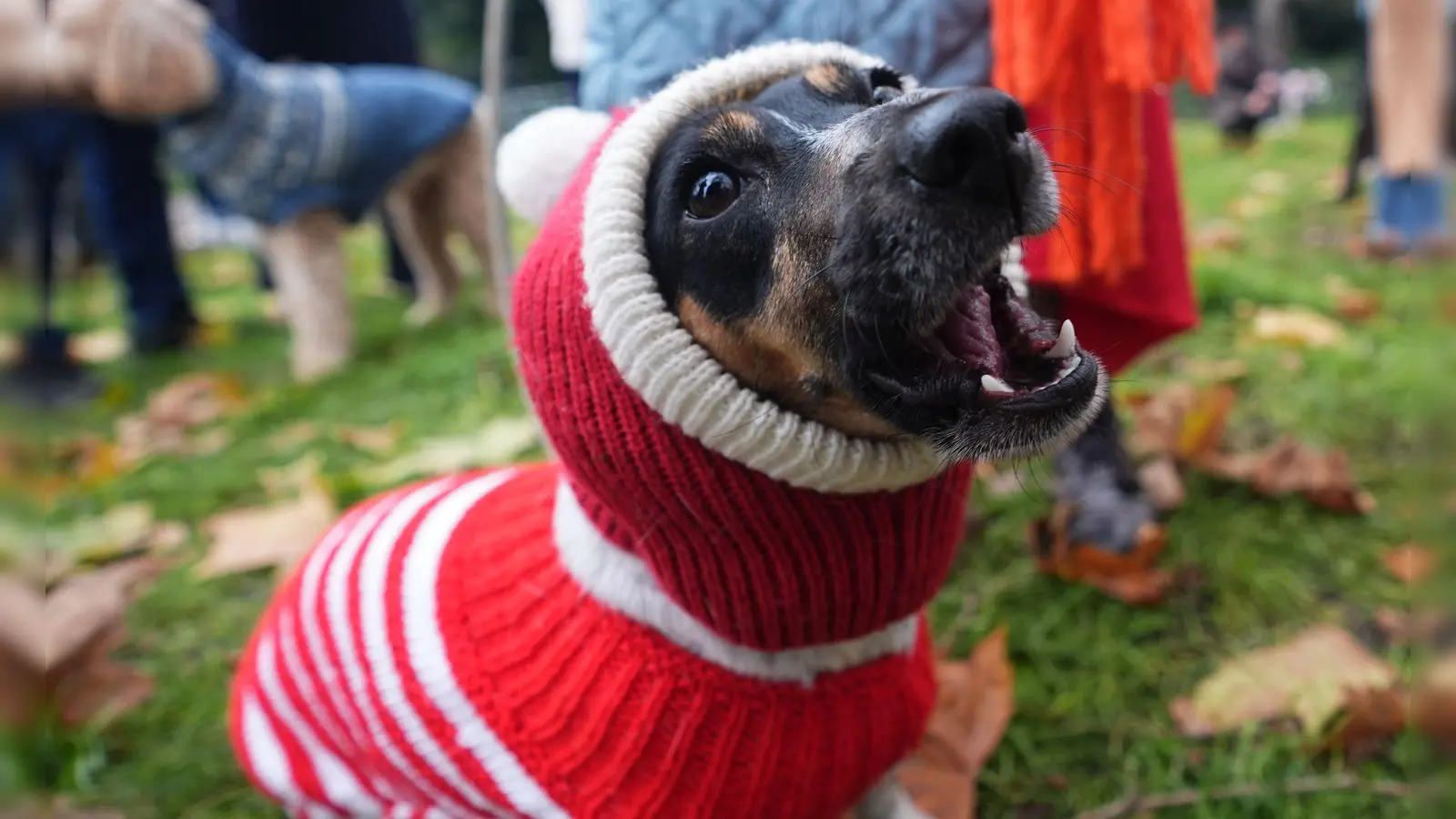 Hund Flossie im trendigen Weihnachtspulli. (Foto: James Manning/PA Wire/dpa)