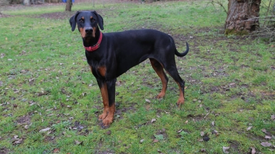 Auch für diesen treuherzig dreinblickenden Hund stellen Giftköder eine Gefahr dar. (Foto: Martina Kramer)