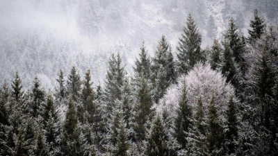 Viele Menschen wollen einen Weihnachtsbaum im Wald selbst schlagen. (Illustration) (Foto: Matthias Balk/dpa)