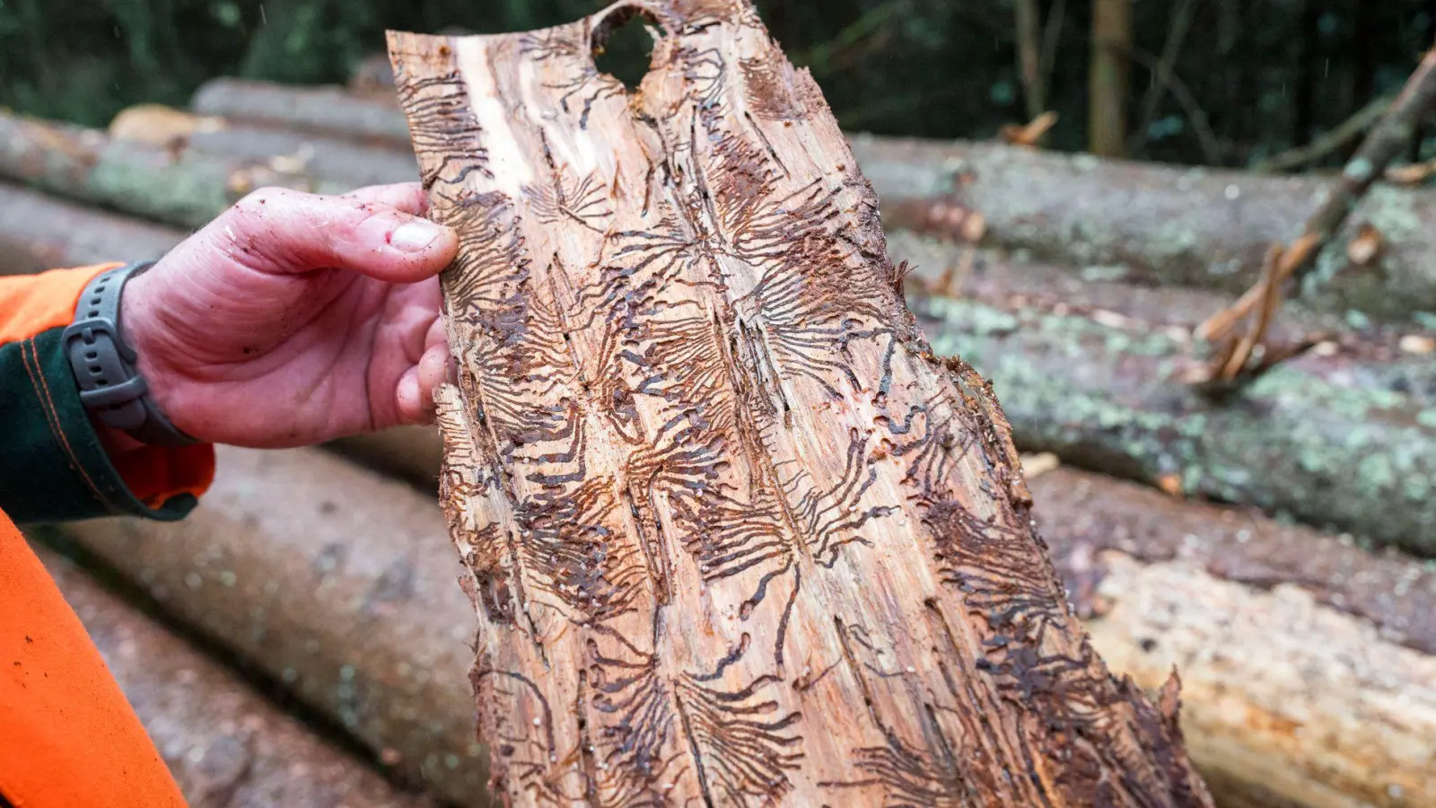 Borkenkäfer legen in der für den Baum lebenswichtigen Bastschicht Gänge an. Dadurch stirbt dieser irgendwann ab. (Archivbild) (Foto: Daniel Vogl/dpa)