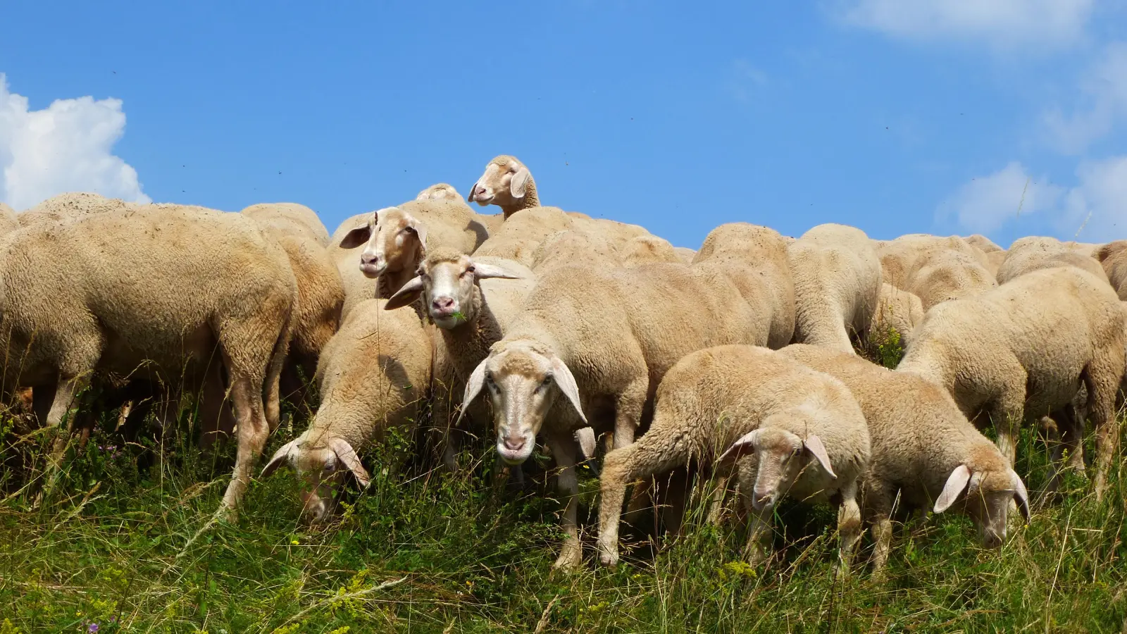 Die Frankenhöhe-Lamm Aktionswochen finden wieder vom 13. März bis 12. April statt.  (Foto: Landschaftspflegeverband)