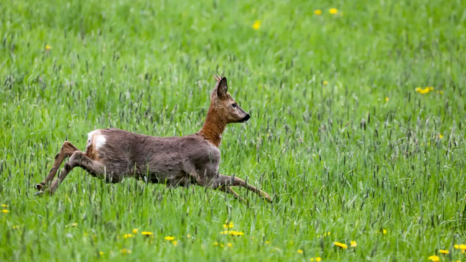 Die Brunftzeit bei Rehwild sorgt für erhöhte Unfallgefahr. (Symbolbild) (Foto: Thomas Warnack/dpa)