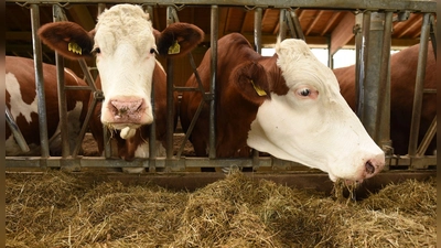 In Bayern ist ein weiterer Fall der Blauzungenkrankheit festgestellt worden. (Symbolbild) (Foto: Angelika Warmuth/dpa)