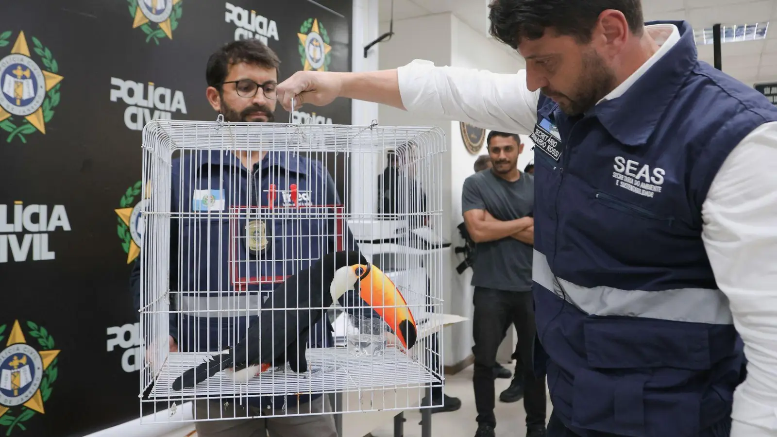 Die Tiere wurden aus ihrem natürlichen Lebensraum entwendet. (Foto: Fabiano Veneza/SEAS RJ/dpa)