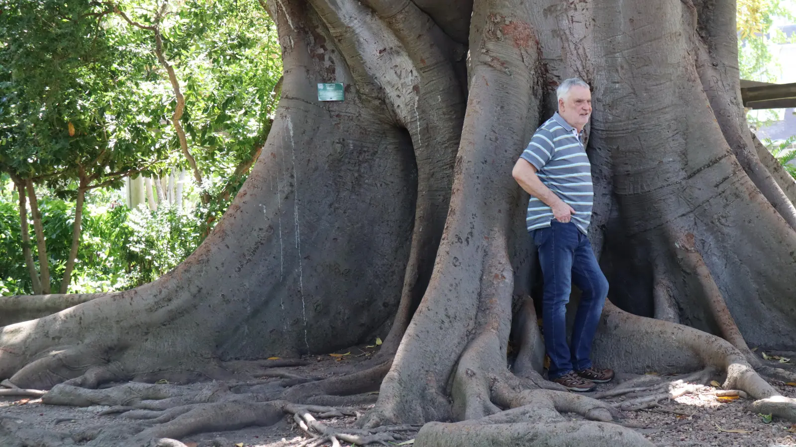 Der Company´s Garden ist quasi der Stadtpark von Kapstadt. In diesem botanischen Garten finden sich viele typisch afrikanische Pflanzen, zum Beispiel dieser mächtige Kautschuk-Baum. (Foto: Gudrun Bayer)