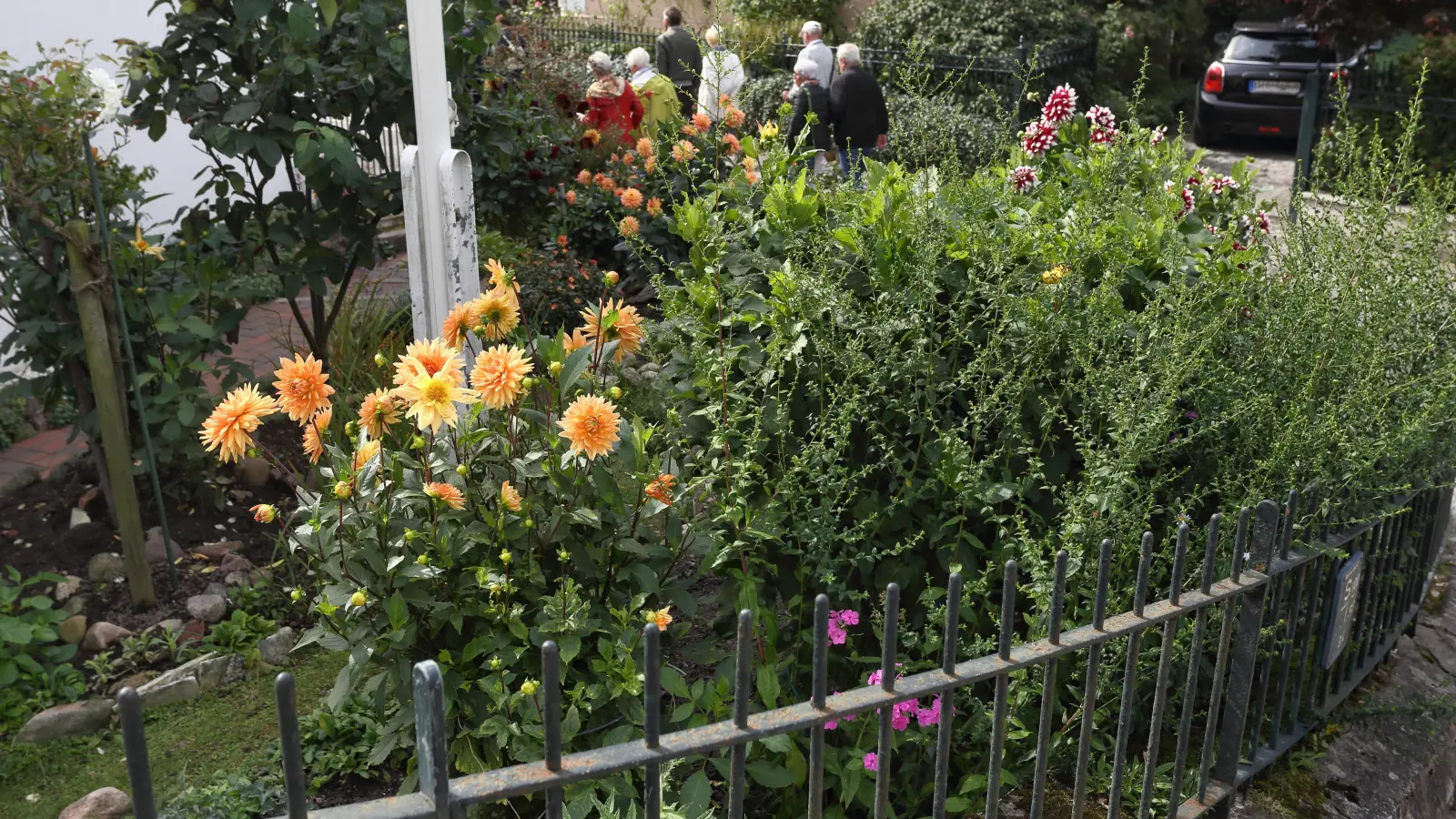 Den Weg zur Elbe hinab säumen im Treppenviertel malerische Gärten. Gerade blühen die Dahlien. (Foto: Thomas Wirth)