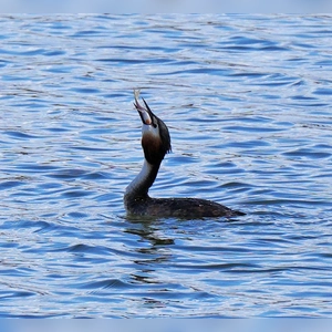 Haubentaucher erfolgreich beim Fischen - gesehen am Lindleinsee (Foto: Erika Brown)