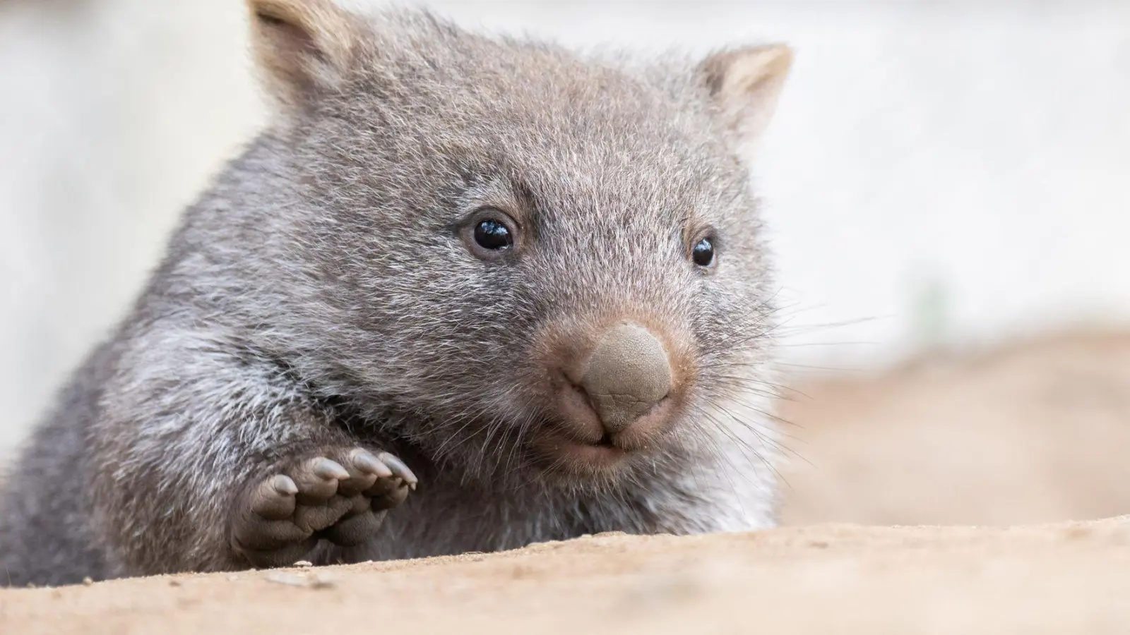 Tierschützer fürchten, dass das Wombat-Baby bei der Aktion verletzt wurde. (Symbolbild) (Foto: Julian Stratenschulte/dpa)