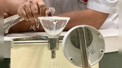 In der Schlangenfarm in Bangkok können Besucher beobachten, wie Schlangen gemolken werden. (Foto: Carola Frentzen/dpa)