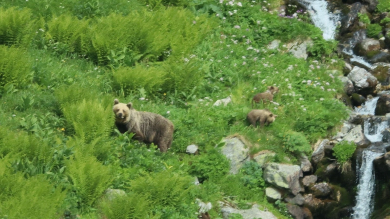 Eine Bärin geht mit ihrem Nachwuchs durch ein Tal in der Westtatra in der Slowakei. Nach offiziellen Zählungen gibt es in der Slowakei rund 1.200 freilebende Bären. (Archivbild) (Foto: Erik Äevëìk/tasr/dpa)