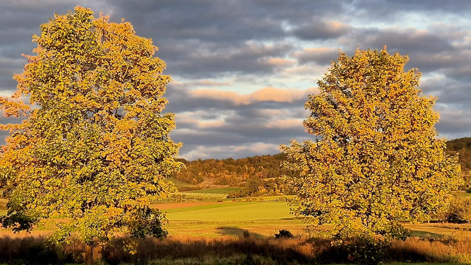 Goldener Herbst - gesehen in Ipsheim (Foto: Ernst Ripka )