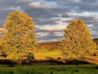 Goldener Herbst - gesehen in Ipsheim (Foto: Ernst Ripka )