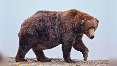 Wegen seiner Körperfülle hat Bär 747 den Spitznamen „Jumbo Jet“. (Foto: E. Johnston/National Park Service via AP/dpa)