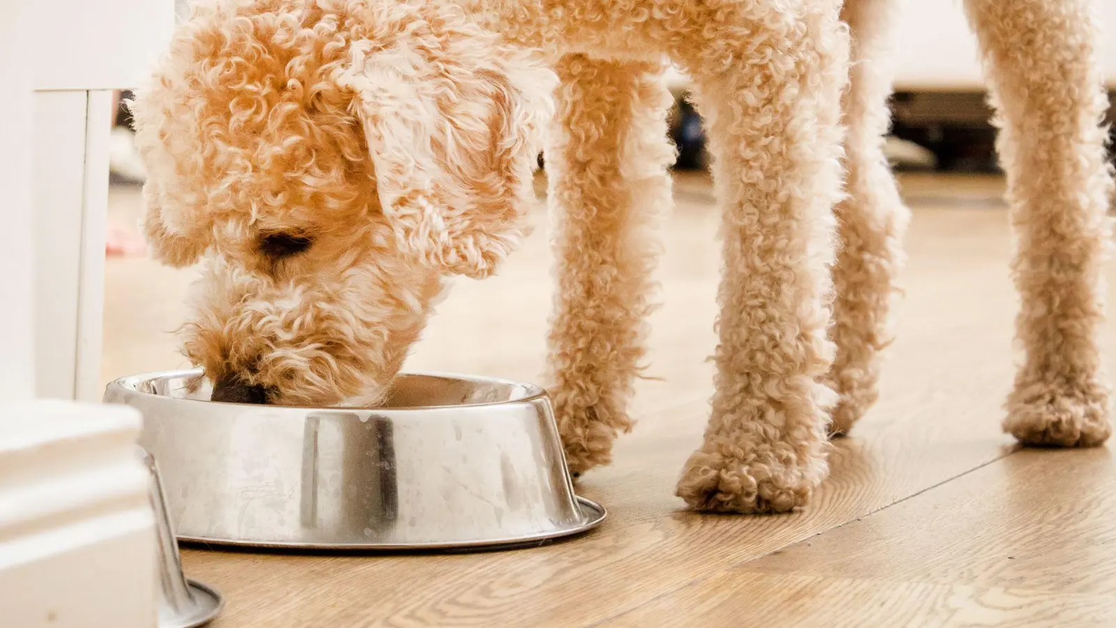 Die Stiftung Warentest hat 24 Trockenfutter für Hunde getestet. (Foto: Christin Klose/dpa-tmn)