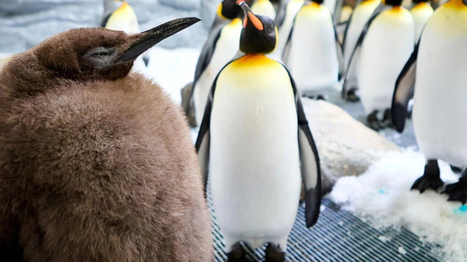 Mehr als 22 Kilo bringt Pesto bereits auf die Waage. (Foto: Uncredited/SEA LIFE Melbourne/AP/dpa)