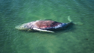 Die Reise des Buckelwals endete im flachen Wasser vor der dänischen Insel Anholt. (Foto: Marcus Golejewski/dpa)
