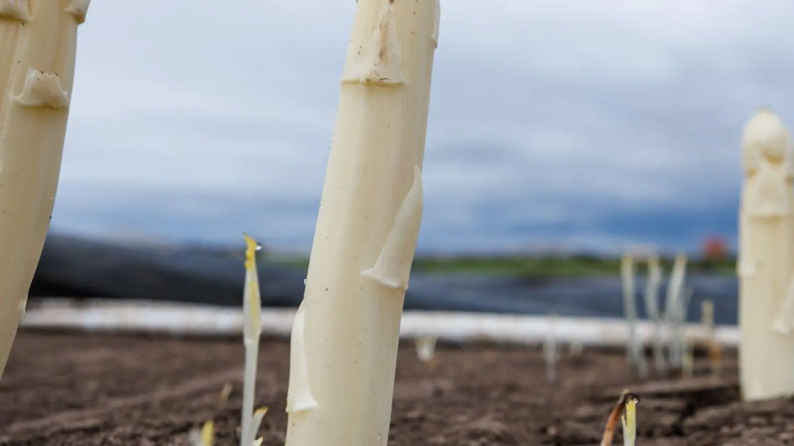 Spargel ragt aus dem Boden auf einem Spargelfeld. (Foto: Daniel Karmann/dpa)