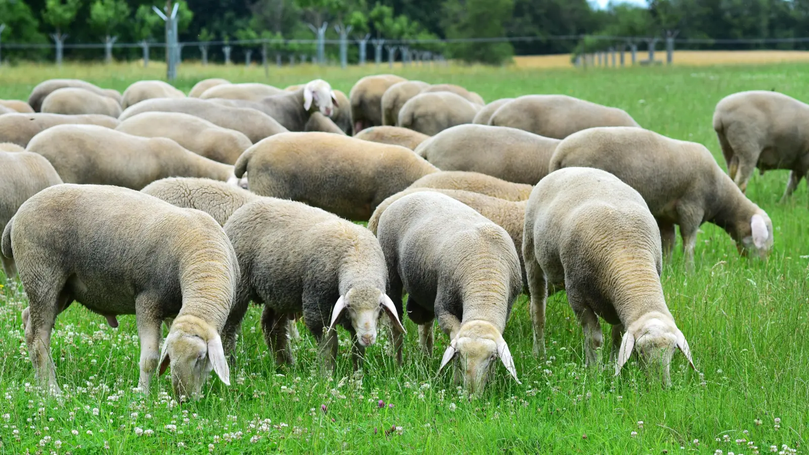 Schafe sind Landschaftspfleger. Doch ihre Wolle findet kaum noch Abnehmer. (Archivfoto: Jim Albright)