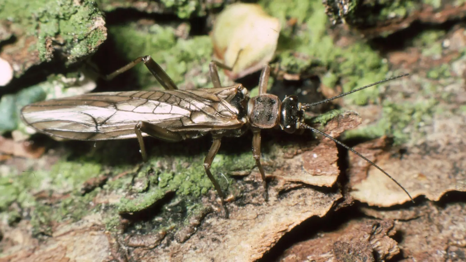 Die Steinfliege ist ebenfalls nur noch an wenigen Tagen zu sehen, wenn sie das Wasser verlassen hat. (Foto: Ulrich Meßlinger)