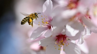 Der Frühling versteckt sich am Wochenende wieder etwas mehr.  (Foto: Uwe Anspach/dpa)
