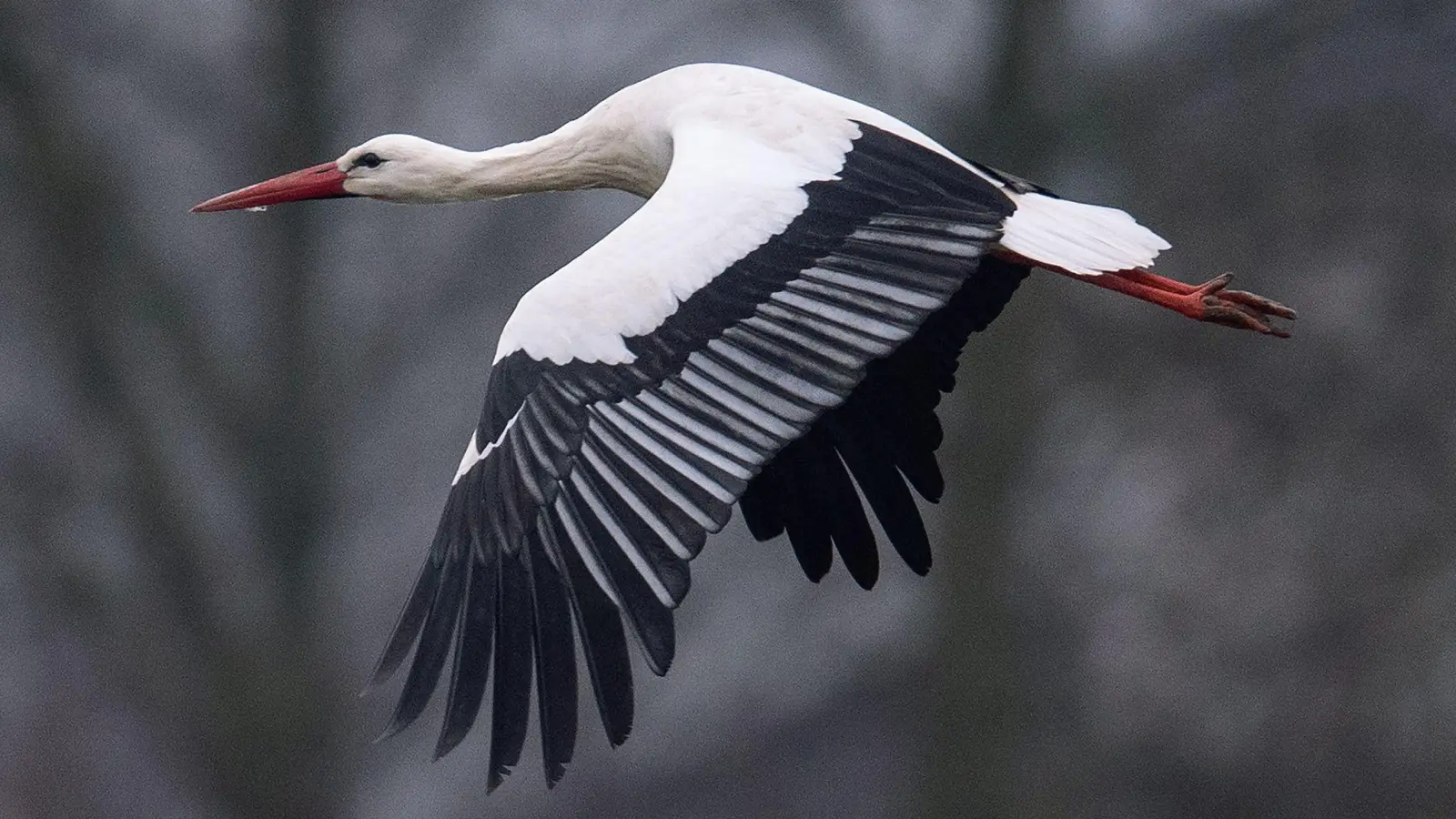 Ein Storch fliegt bei Temperaturen von knapp über null Grad über einen Acker. Manche Weißstörche überwintern auch in Deutschland. (Foto: Niels Babbel/dpa)