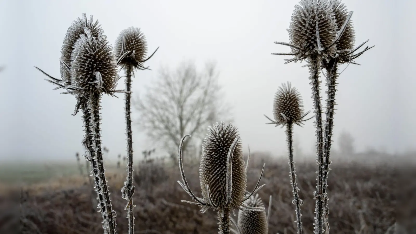 „Zunehmend winterlich kalt“, lautet die Vorhersage des Deutschen Wetterdiensts (DWD) für die nächsten Tage. (Foto: Stefan Puchner/dpa)