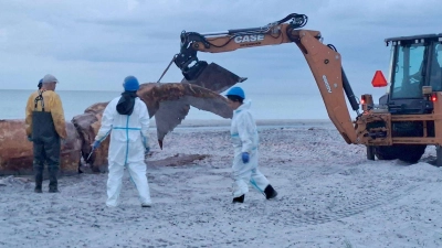 Ein Bagger hievte während der Obduktion immer wieder Teile des Wals in Richtung der Container. (Archivbild) (Foto: Kai Moorschlatt/dpa)