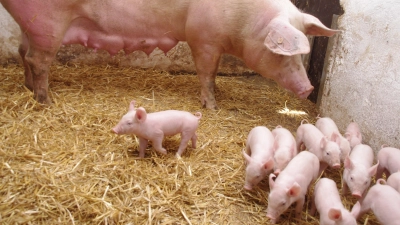 Frei laufende Muttersauen mit ihren Ferkeln auf Stroh sind das Ideal der Tierschützer und Tierschützerinnen, doch lässt sich das nicht einfach umsetzen. (Foto: Fritz Arnold)